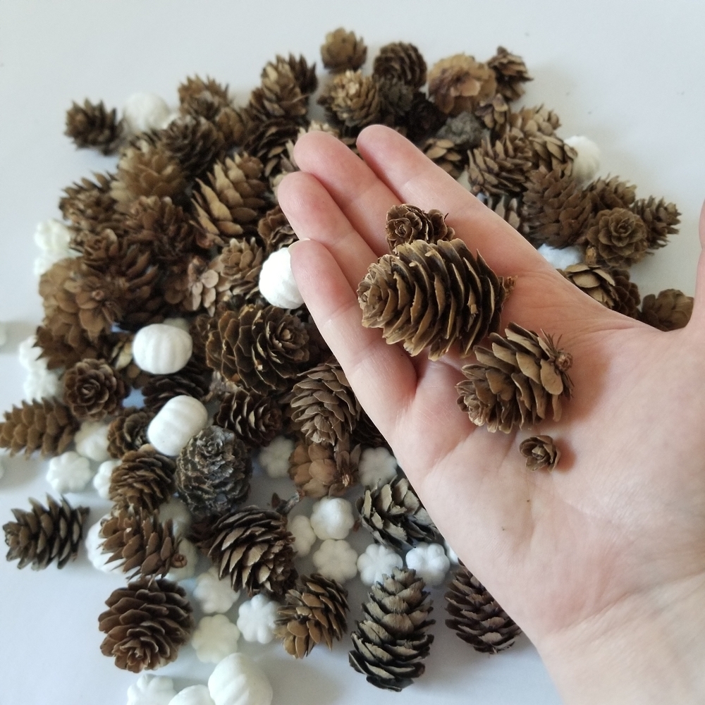 Mini Pinecones & Mini Pumpkins - Picture 5 of 5